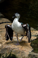 Knob-Billed Duck