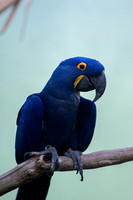 Parrots and Macaws