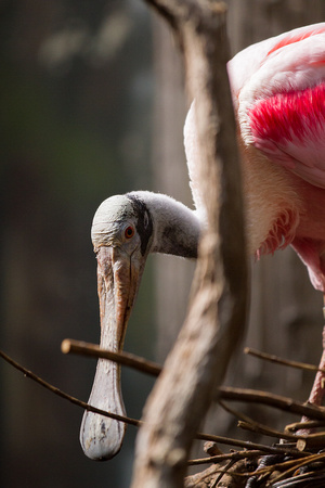 Jon Stulich Photo - Bronx Zoo